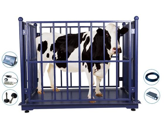 2M Livestock Weighing Scales, macchina del peso della mucca 2000Kg
